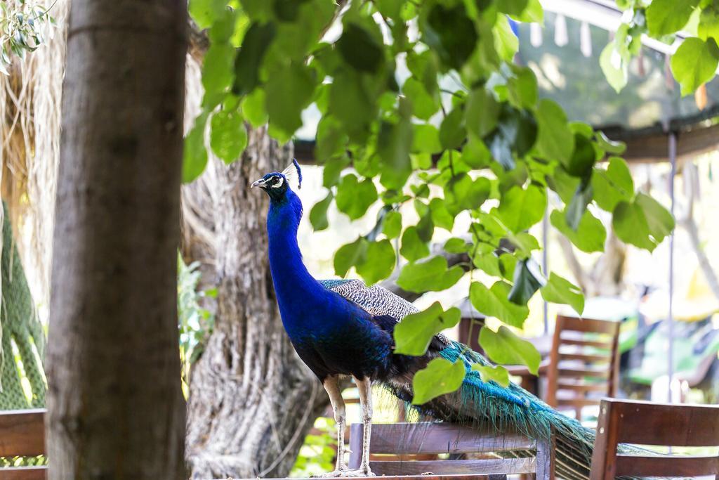 Stonehouse Hotel Selçuk Ngoại thất bức ảnh